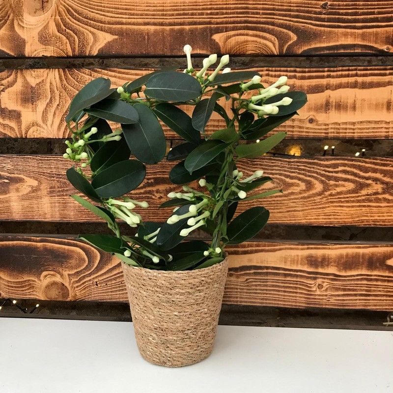 Stephanotis en maceta de Mimbre
