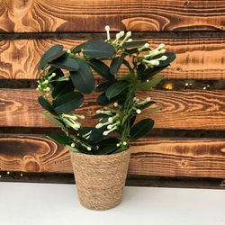 Stephanotis en maceta de Mimbre
