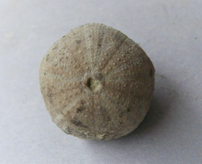 Stomechinus multigranularis