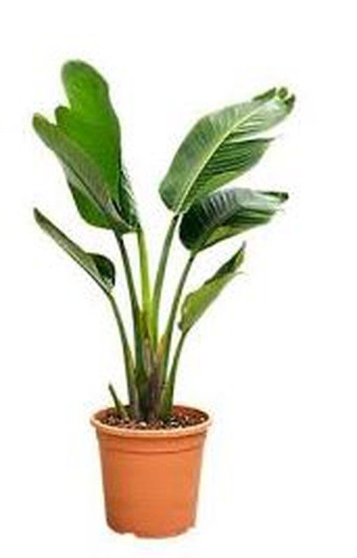 Strelitzia Augusta 50/70 H