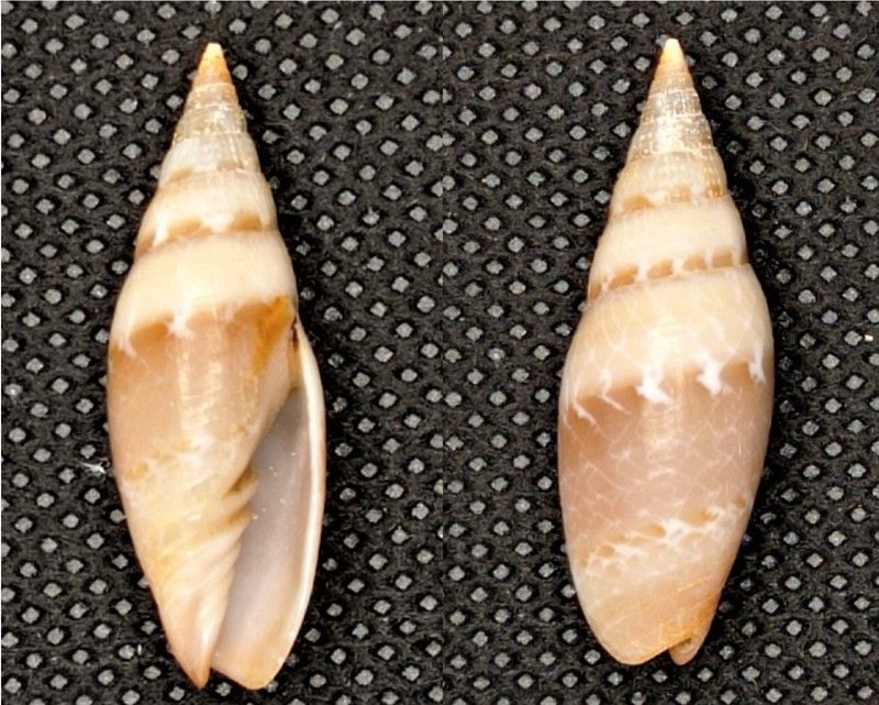 Swainsonia ocellata (4)