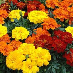 Tagetes Clavel Moro Caja 15 uds.