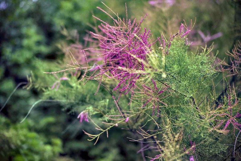 Tamarindo rosa, Tamarix ramossisima