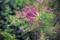 Tamarindo rosa, Tamarix ramossisima