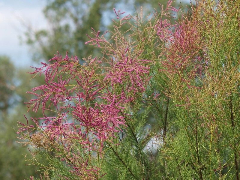 Tamarindo, tamarisco, taraje, Tamarix gallica