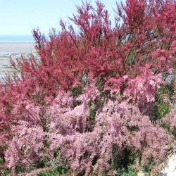 Tamarix Gallica Tamarisco