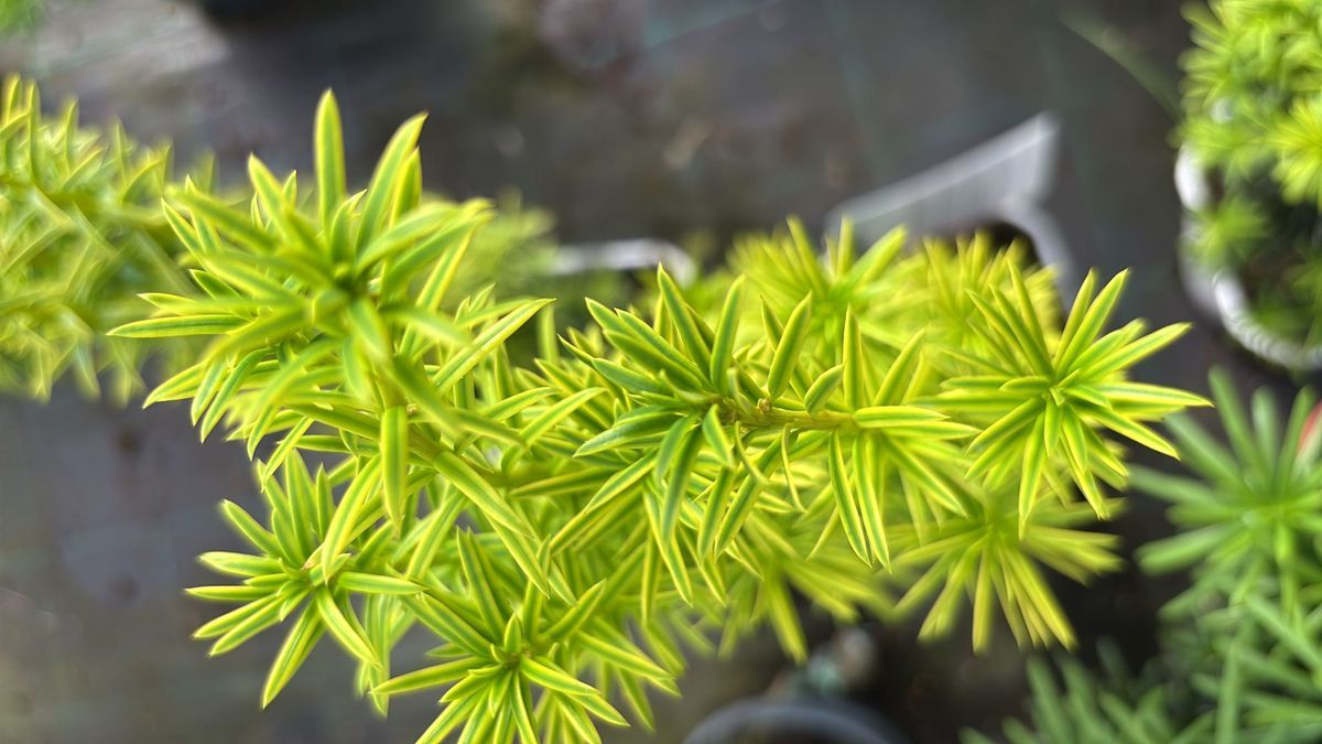 Taxus baccata "David"
