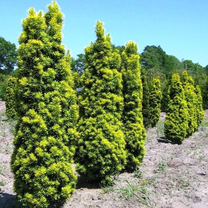 Taxus baccata 'David'