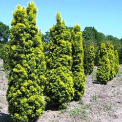 Taxus baccata 'David'