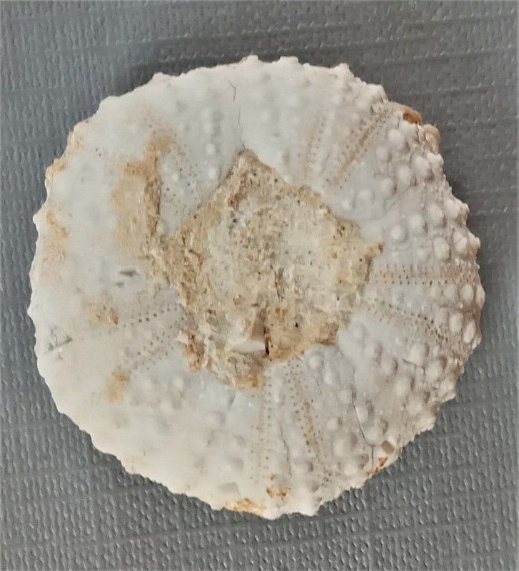 Tetragramma marticense