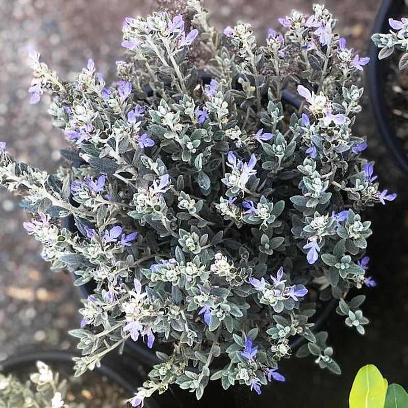 Teucrium Fruticans