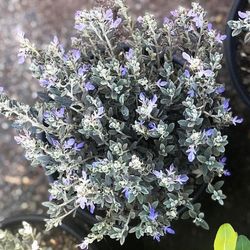 Teucrium Fruticans