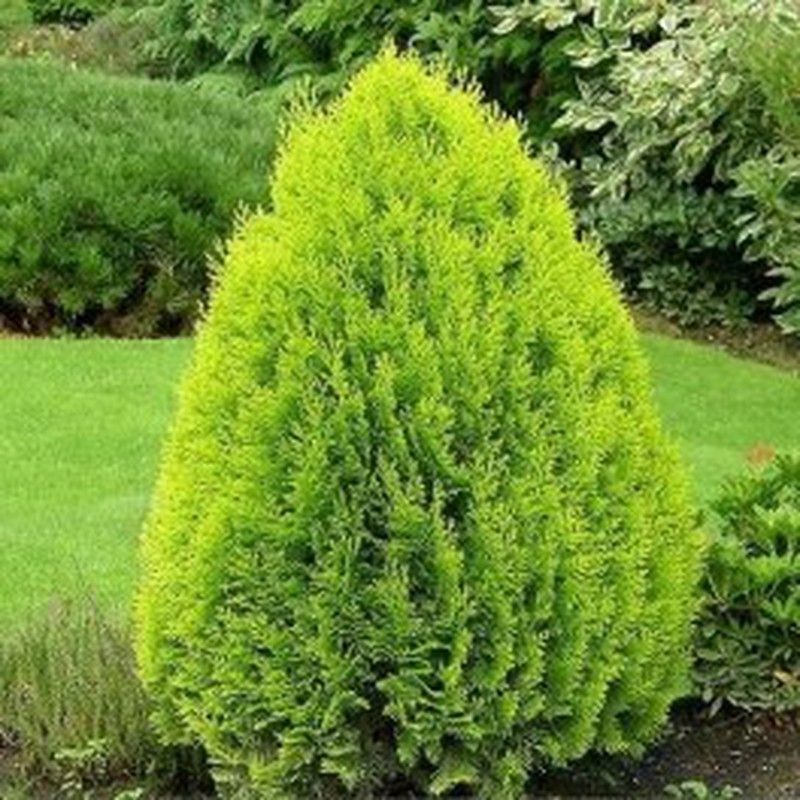 Thuja Aurea Nana