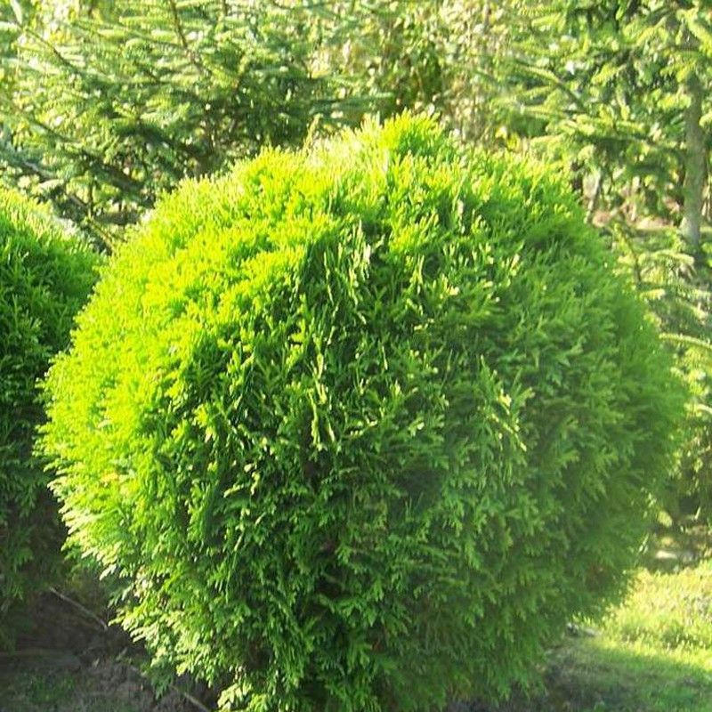 Thuja Occ. Danica