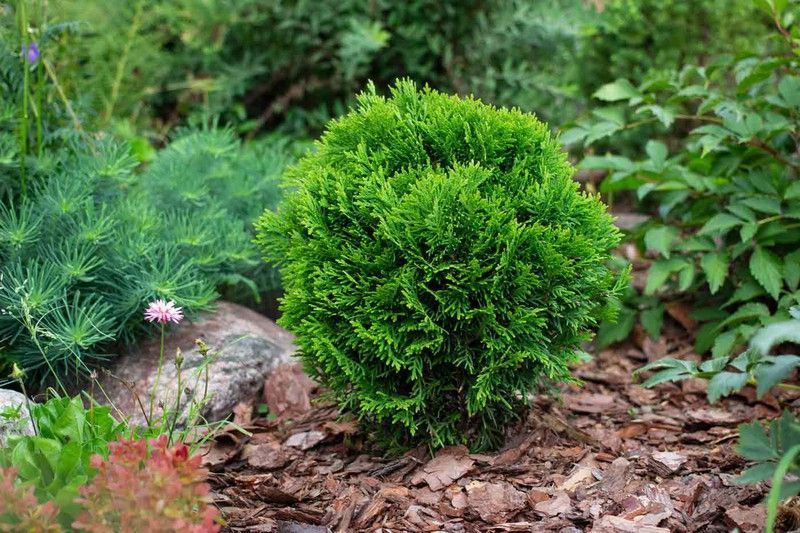 Thuja occidentalis 'Danica aurea', Tuya del Canadá en maceta