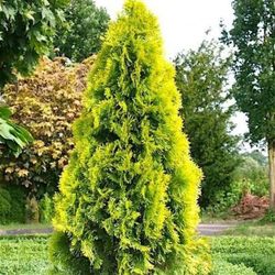 Thuja Occidentalis "Golden Esmeralda