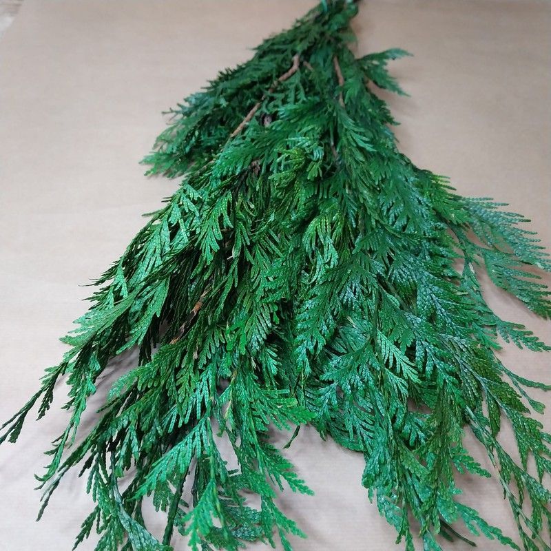 Thuja Orientalis Preservada.