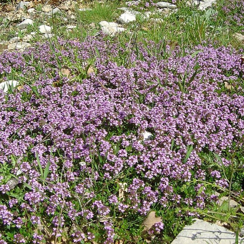 Thymus Serpyllum, Serpol, Tomillo Sanjuanero Caja 10 uds.
