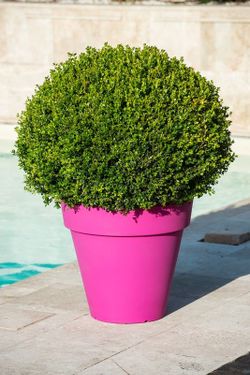 Tiesto de resina Pegasus 80x62 cm