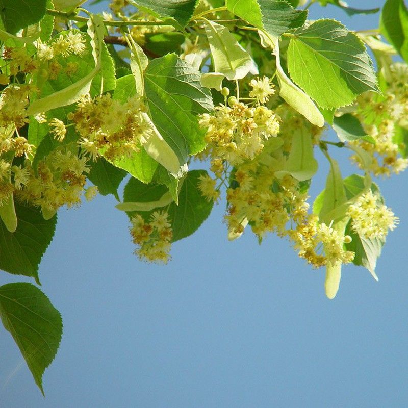Tilia Cordata Tilo