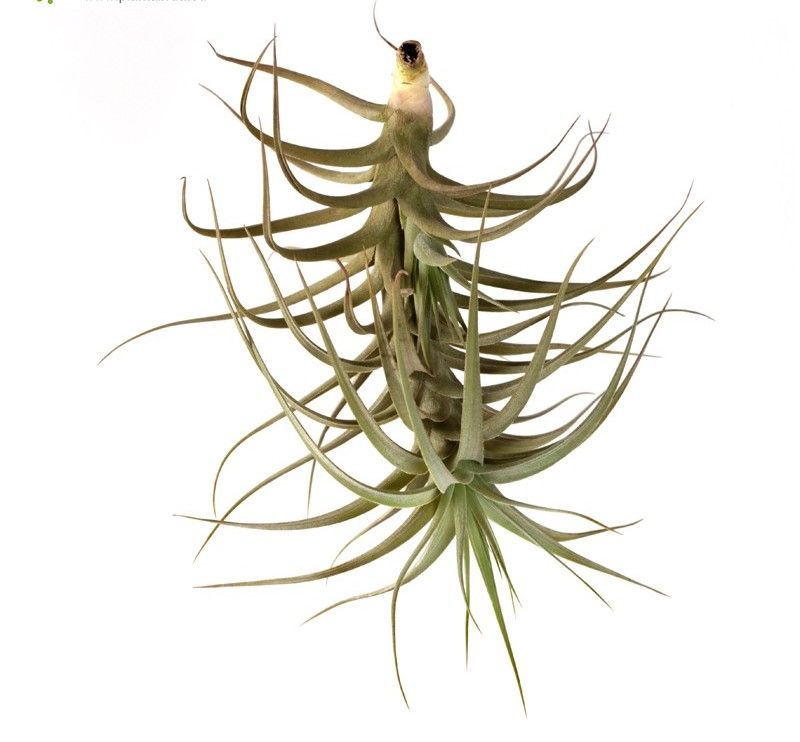 Tillandsia bergeri verde R