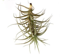 Tillandsia bergeri verde R