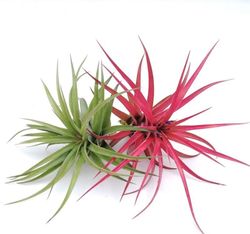 Tillandsia brachycaulos multiflora L