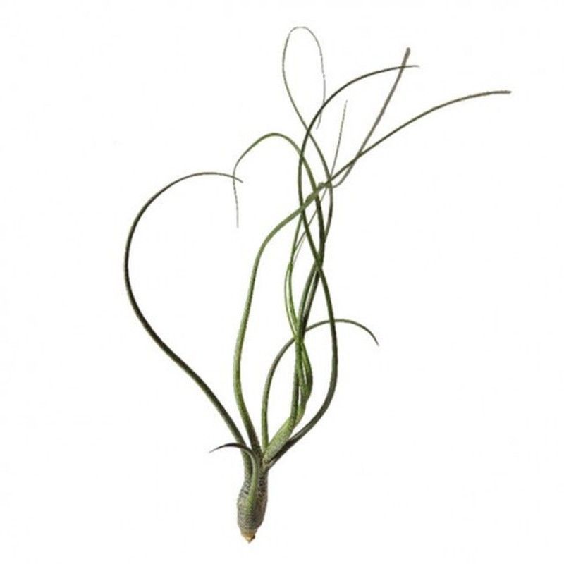 Tillandsia butzii
