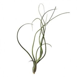 Tillandsia butzii