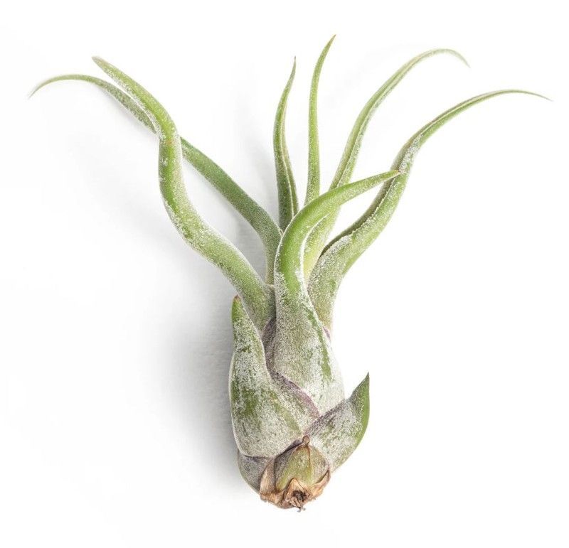 Tillandsia caput medusae L