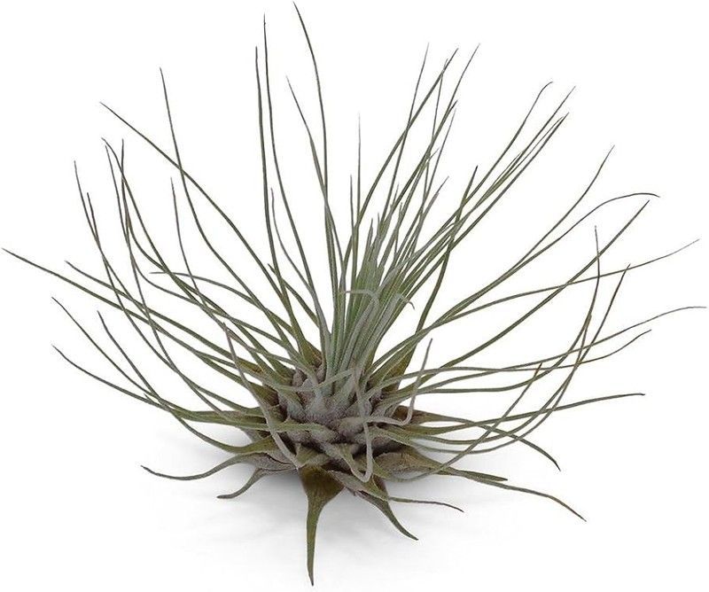 Tillandsia fuchsii gracilis L