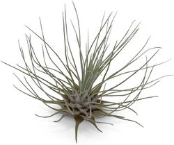Tillandsia fuchsii gracilis L