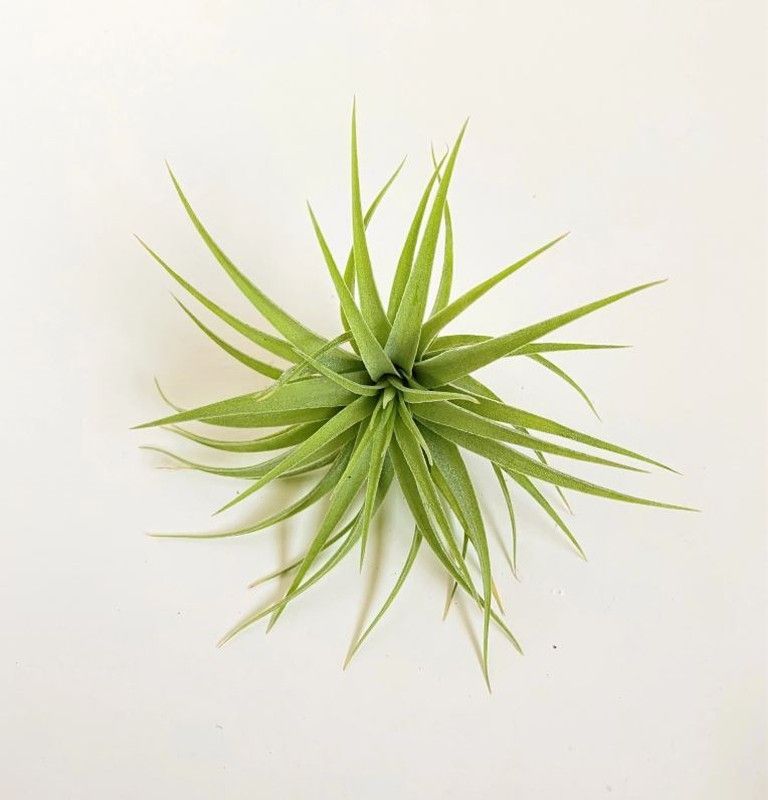 Tillandsia geminiflora R