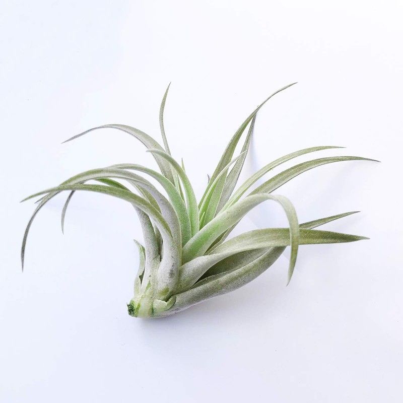 Tillandsia harrisii R
