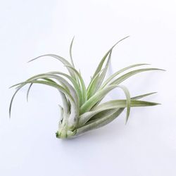 Tillandsia harrisii R