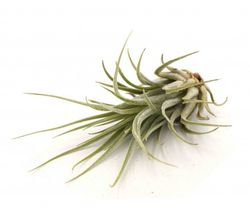 Tillandsia ionantha var. ionantha L