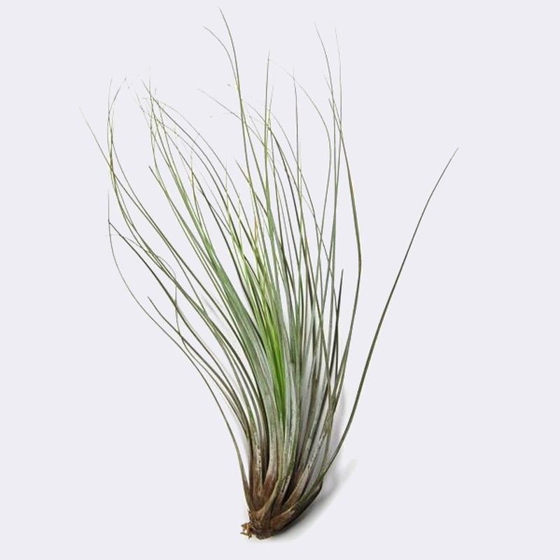Tillandsia juncea R