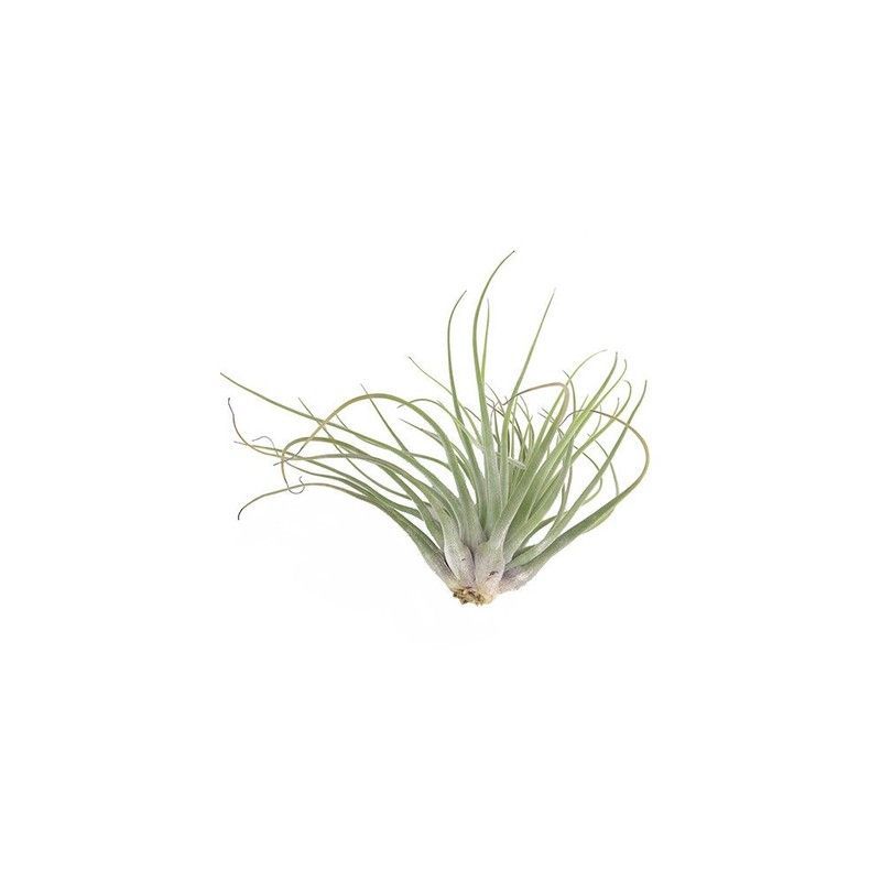 Tillandsia oaxacana L