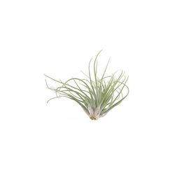 Tillandsia oaxacana L