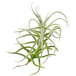 Tillandsia paleacea