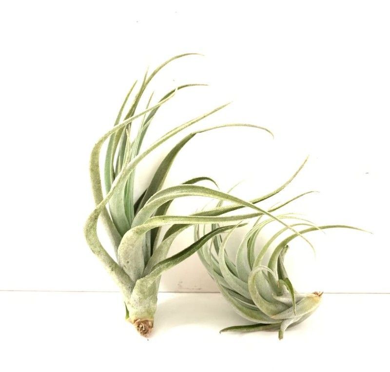 Tillandsia recurvifolia var. subsecundifolia R