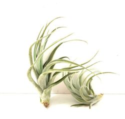 Tillandsia recurvifolia var. subsecundifolia R