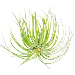 Tillandsia stricta