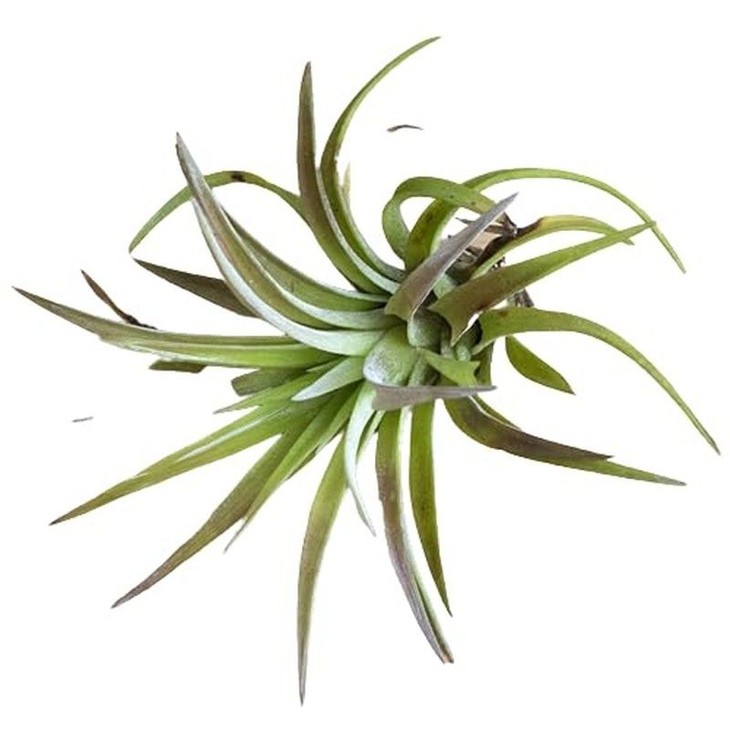 Tillandsia velutina L