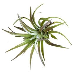 Tillandsia velutina L
