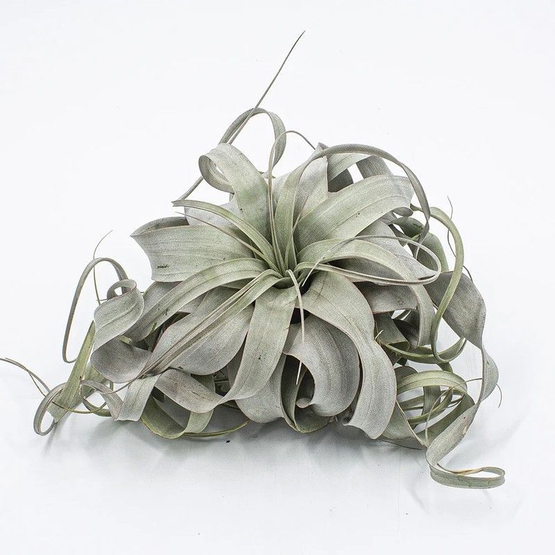 Tillandsia Xerographica
