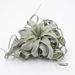 Tillandsia Xerographica