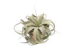 Tillandsia xerographica Small