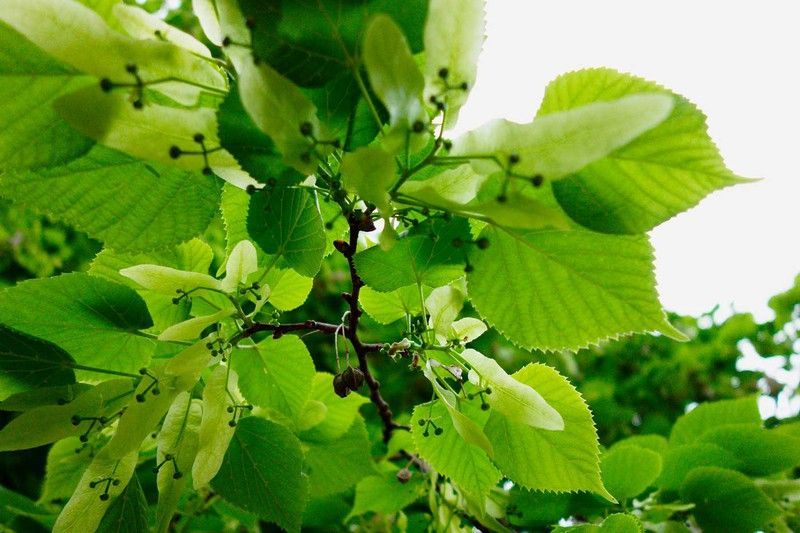 Tilo común, tilos de hoja ancha, Tilia platyphyllos