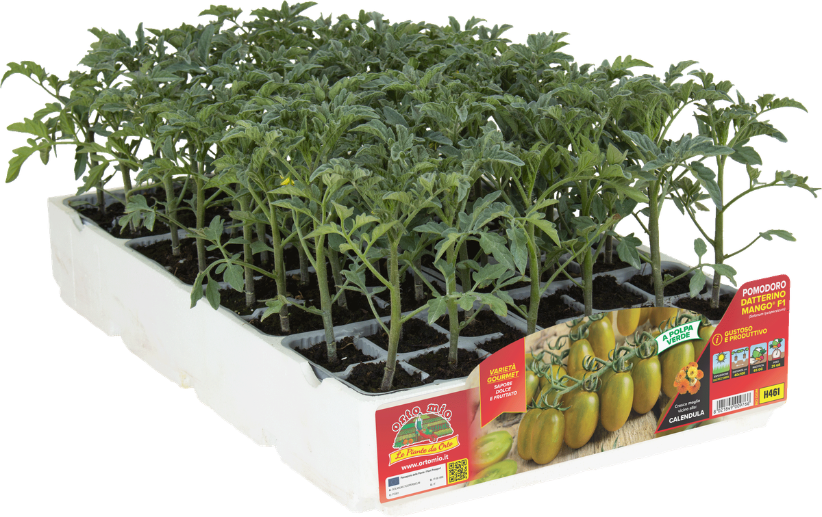 Tomate Adilatado Pulpa Verde Mango 6 Plantas en Pack